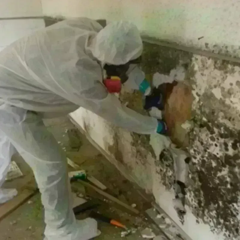 Mold Remediation and Removal in Talty, TX